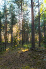 Fototapeta premium Pine forest landscape backlit by the sunlight.