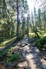 Hiking trail in park, forest and nature landscape