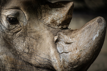 Close-up on a rhinoceros © PPJ