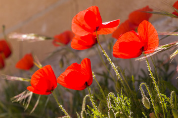 Close up of poppies