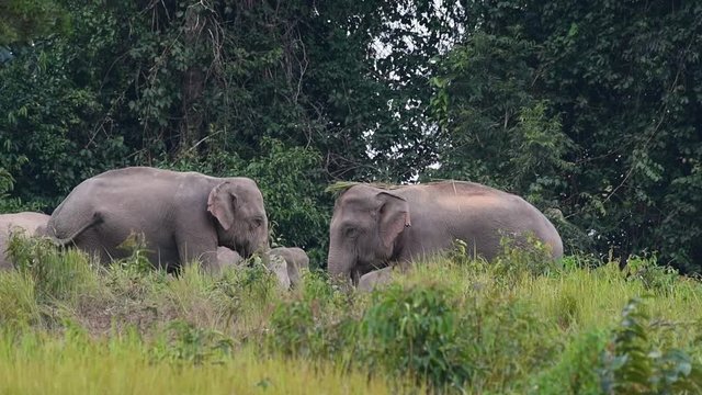 Group of elephants socializing with one another in Khao Yai National Park in Thailand