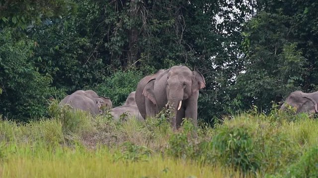 Group of elephants grazing in Khao Yai National Park in Thailand, with one particular elephant having grass on its head