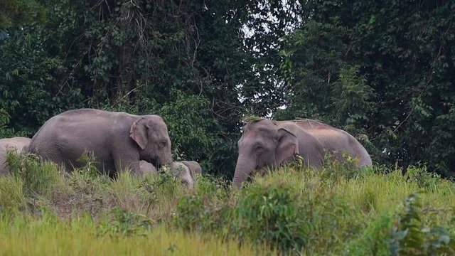Group of elephants in Khao Yai National Park in Thailand, one elephant with grass on its head