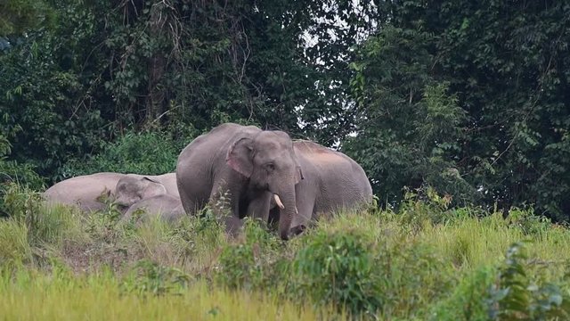 A small group of the endangered Asiatic Elephants in Khao Yai National Park in Thailand