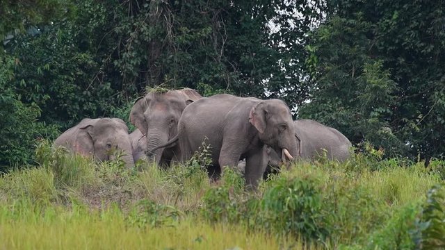 A group of elephants grazing the grass, one elephant with some grass and dirt atop its head, in Khao Yai National Park in Thailand