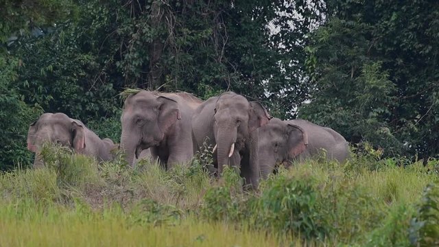 A group of elephants in Khao Yai National Park in Thailand