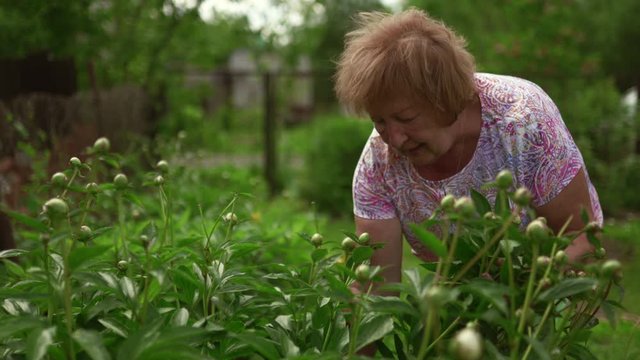 Elder mature woman working in the garden with peon rose flowers - Wearing pink t-shirt - Stabilied 4K shots