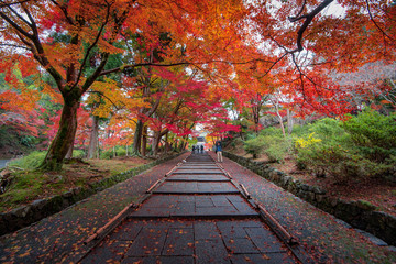 Naklejka na ściany i meble Colourful Maple Tree Tunnel at Bishamondo Temple in Autumn, Kyoto, Japan