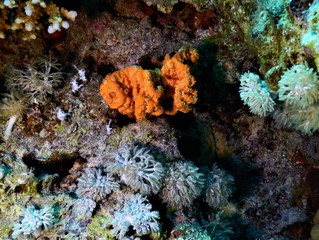morze czerwone pomarańcz rafa koral nurkowanie podwodne