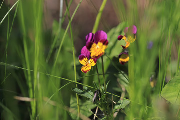 art photo of a wild pansy (viola) in the background of a green garden blurred background.Viola cornuta, horned pansy, tufted pansy.