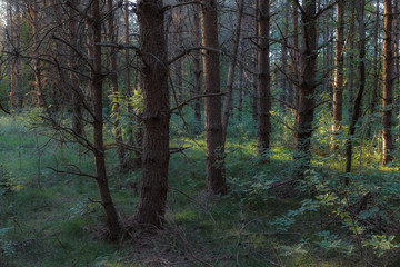 Fototapeta premium Pine forest close-up landscape late afternoon. Trunks backlit by sun rays.