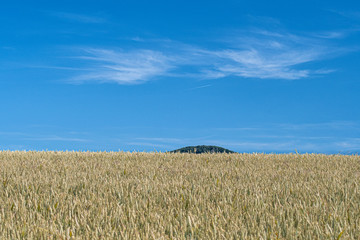 Sheaf Corn wide open field blue sky