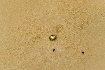 Shells sunk in the sand by the beach.
