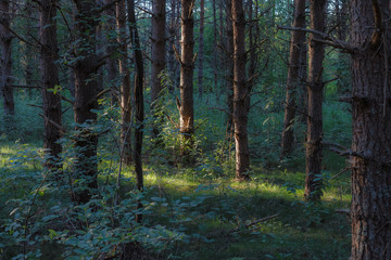 Pine forest close-up landscape late afternoon. Trunks backlit by sun rays.