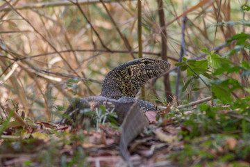 Monitor lizard in the bush, Caprivi strip, Namibia, Africa