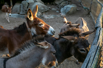 Fototapeta premium donkeys