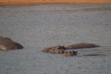 Fototapeta premium Hippopotamus at the okavango river, Caprivi, Strip, Namibia, Africa