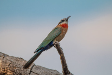 Obraz premium White fronted bee eater in a tree, okavango river, Namibia, Africa