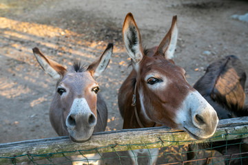 Donkeys 