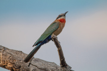 White fronted bee eater in a tree, okavango river, Namibia, Africa