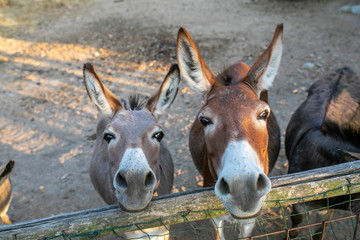 Donkeys 