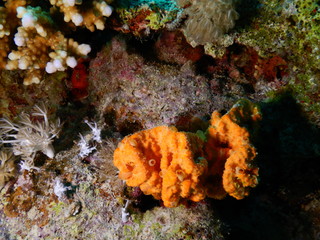 koral morze czerwone pomarańczowy nurkowanie podwodne 