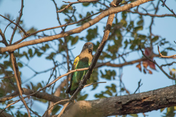 Meyers parrot in a tree, Caprivi strip, Namibia, Africa