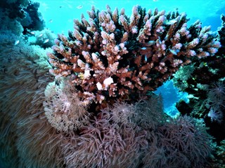 morze czerwone koral rafa blu nurkowanie podwodne biały