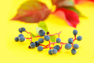 autumn red green leaves and blue berries on a yellow background
