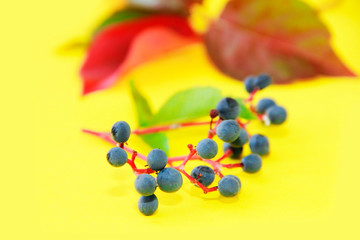 autumn red green leaves and blue berries on a yellow background
