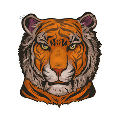Tiger portrait in closeup isolated vector illustration sketch. Hand drawn panthera tigris, wild cat of large size. Felidae mammal with furry coat. Predator wildlife, carnivore beast, tiger wild cat.