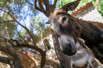 Fototapeta na wymiar Donkeys