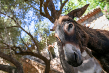 Fototapeta na wymiar Donkeys