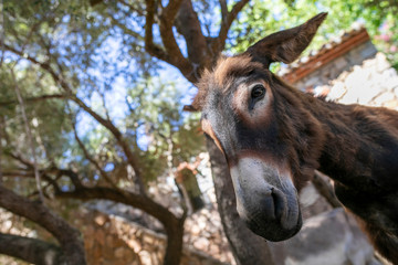 Fototapeta na wymiar donkeys