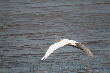 Great egret at the chobe river, Namibia, Africa
