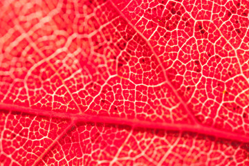 Fragment of red autumn leaf.