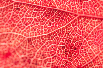 Obraz premium Fragment of red autumn leaf.