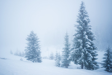 Bewitching stern panorama of tall fir trees