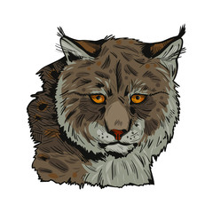 Eurasian lynx isolated vector illustration. Vector hand drawn wild animal sketch icon. Color drawing of medium-sized wild cat animal portrait. Northern lynx-lynx, Turkestan and Caucasian hunting seaso