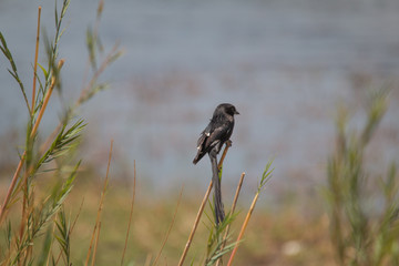 Magpie shrike in the reed, Chobe riverfront, Namibia, Africa