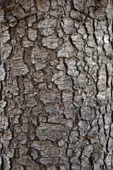 Fototapeta premium Beautiful structure of tree bark. Interesting texture of the tree surface.