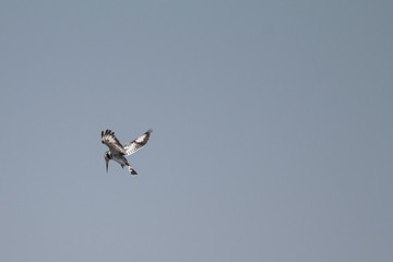 Pied Kingfisher at chobe riverfront, Namibia, Africa