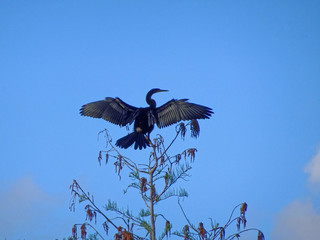 black bird spreading wings
