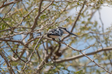 Pied Kingfisher at chobe riverfront, Namibia, Africa