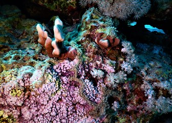 koral morze czerwone nurkowanie podwodne fiolet