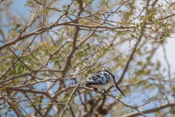 Pied Kingfisher at chobe riverfront, Namibia, Africa