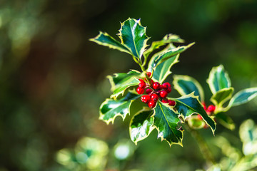 Rote beere von der stechpalme im powerscourt garden irland