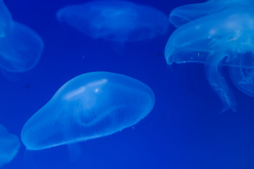 Blue lightened jellyfish in ocean on a light and bright background of water. Underwater life....