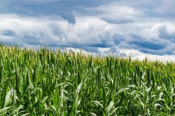 Corn field by a stormy day