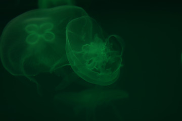 Tourism and underwater diving. Life in ocean. Moon jellyfish in ocean on green lighting background of water. Copy space around transparent jelly